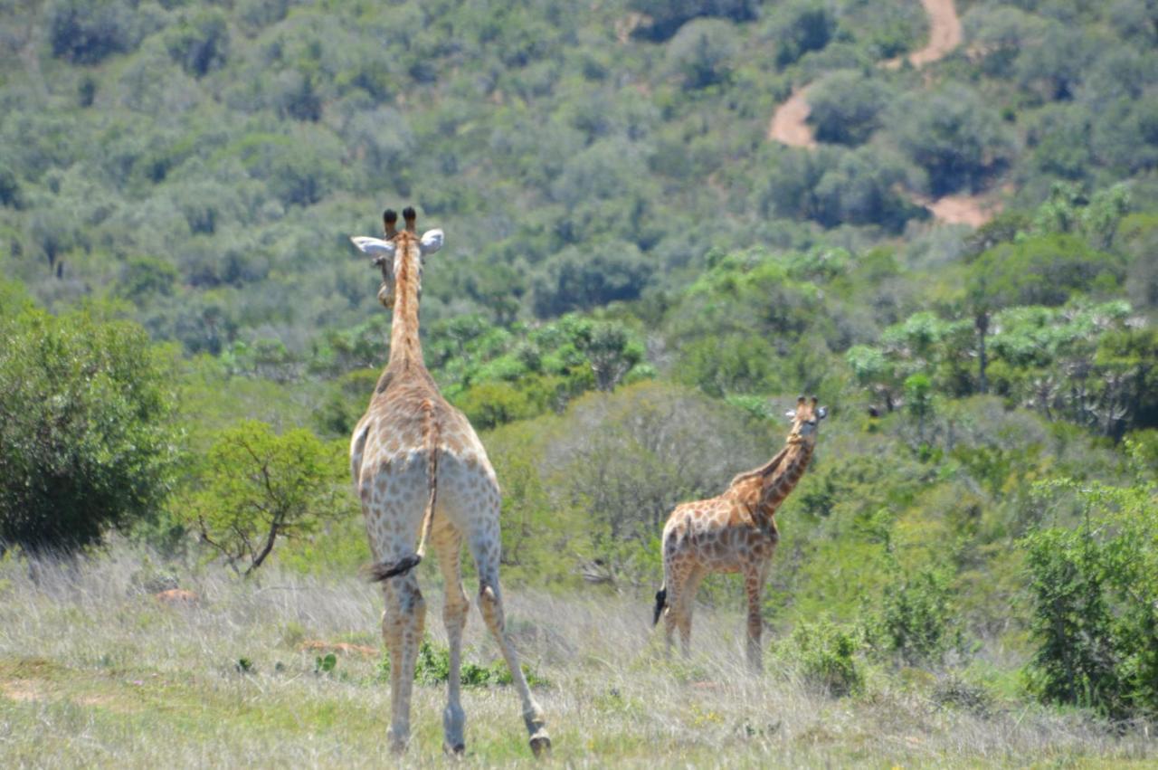 African Safari Lodge Grahamstown Bagian luar foto