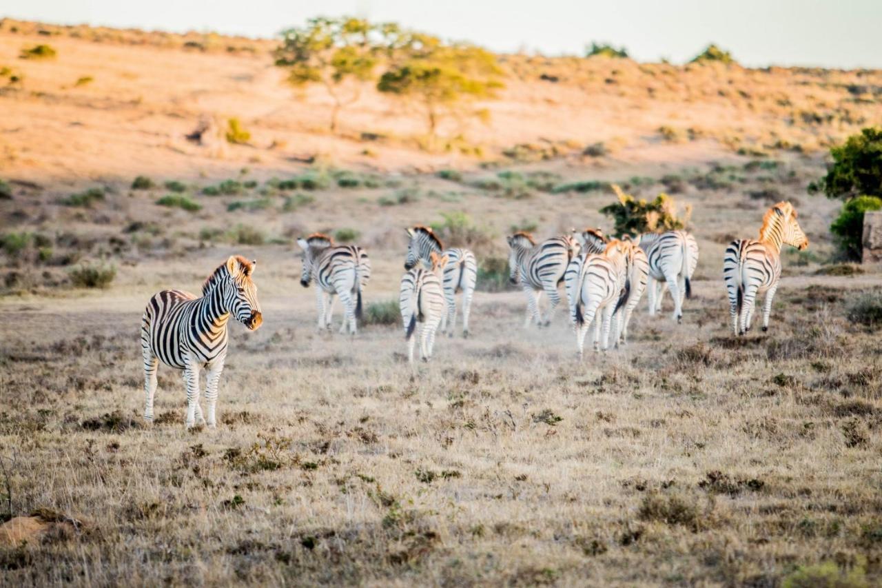 African Safari Lodge Grahamstown Bagian luar foto