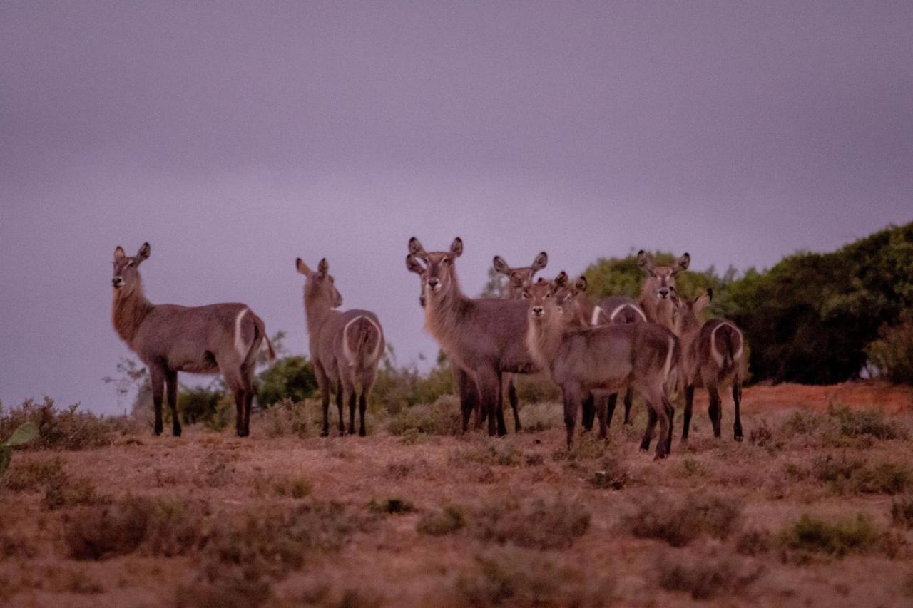 African Safari Lodge Grahamstown Bagian luar foto