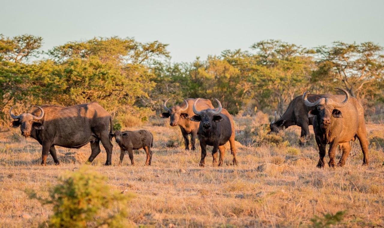 African Safari Lodge Grahamstown Bagian luar foto